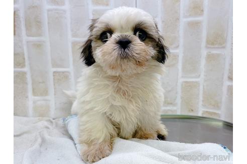 成約済の東京都のシーズー-158469の4枚目