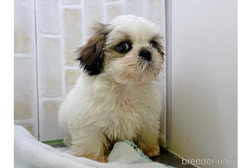 成約済の東京都のシーズー-158469の5枚目