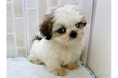 成約済の東京都のシーズー-158469の6枚目