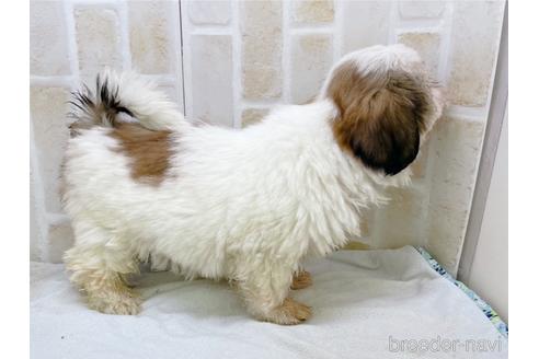 成約済の東京都のシーズー-158469の7枚目