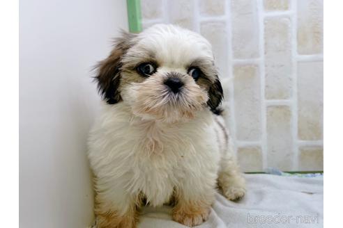 成約済の東京都のシーズー-158469の8枚目