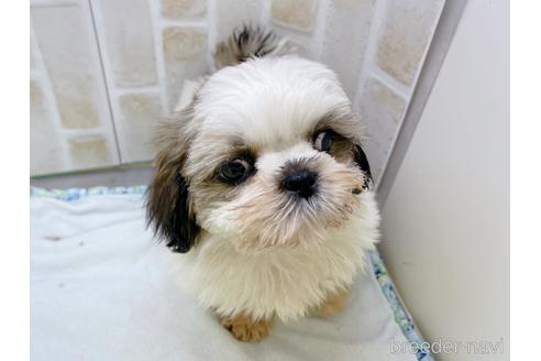 成約済の東京都のシーズー-158469の9枚目