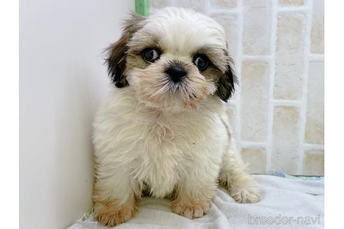 成約済の東京都のシーズー-158469の1枚目