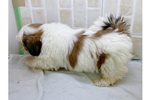 成約済の東京都のシーズー-158469の10枚目