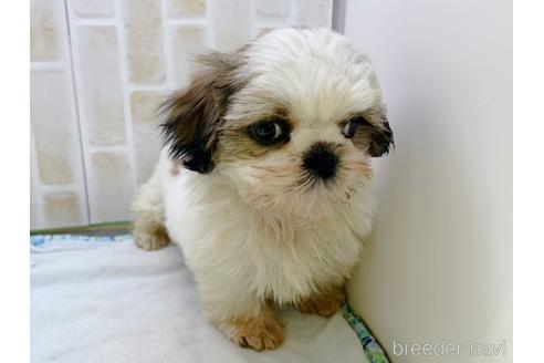 成約済の東京都のシーズー-158469の11枚目