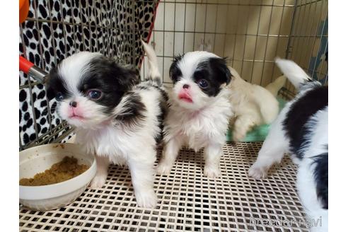 成約済の愛知県の狆 (チン)-158472の1枚目