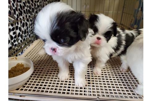 成約済の愛知県の狆 (チン)-158472の3枚目