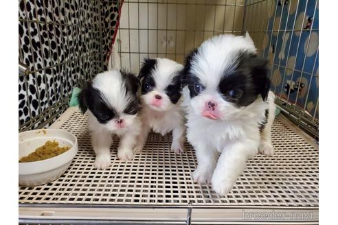 成約済の愛知県の狆 (チン)-158473の1枚目