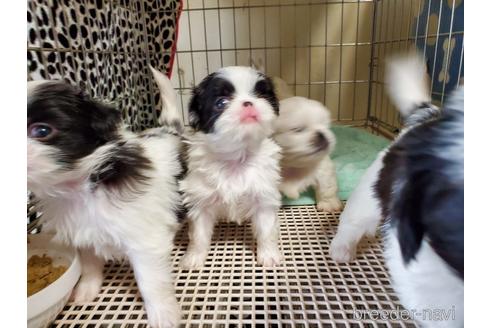 成約済の愛知県の狆 (チン)-158473の6枚目