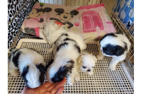 成約済の愛知県の狆 (チン)-158473の3枚目