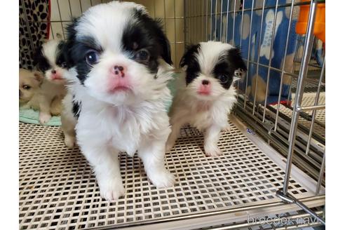 成約済の愛知県の狆 (チン)-158473の2枚目