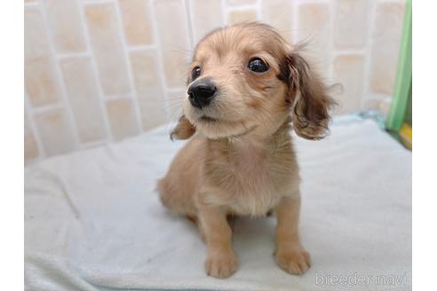 成約済の東京都のカニンヘンダックスフンド(ロングヘアード)-158475の10枚目