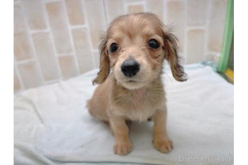 成約済の東京都のカニンヘンダックスフンド(ロングヘアード)-158475の11枚目