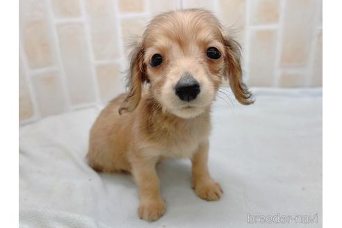 成約済の東京都のカニンヘンダックスフンド(ロングヘアード)-158475の1枚目