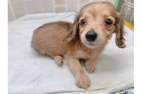 成約済の東京都のカニンヘンダックスフンド(ロングヘアード)-158475の2枚目