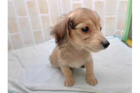 成約済の東京都のカニンヘンダックスフンド(ロングヘアード)-158475の3枚目