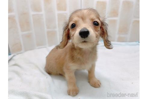 成約済の東京都のカニンヘンダックスフンド(ロングヘアード)-158475の4枚目