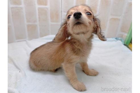 成約済の東京都のカニンヘンダックスフンド(ロングヘアード)-158475の5枚目