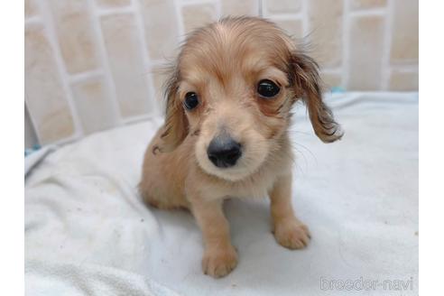 成約済の東京都のカニンヘンダックスフンド(ロングヘアード)-158475の6枚目