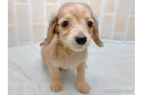 成約済の東京都のカニンヘンダックスフンド(ロングヘアード)-158475の7枚目