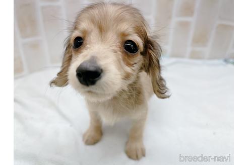 成約済の東京都のカニンヘンダックスフンド(ロングヘアード)-158475の8枚目