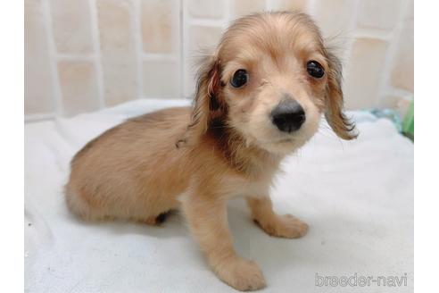 成約済の東京都のカニンヘンダックスフンド(ロングヘアード)-158475の9枚目