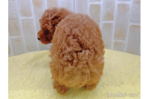 成約済の東京都のトイプードル-158479の16枚目