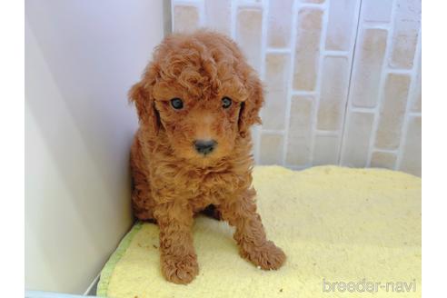 成約済の東京都のトイプードル-158479の1枚目