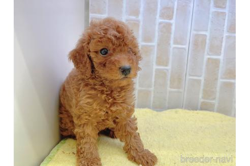 成約済の東京都のトイプードル-158479の10枚目