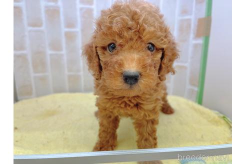 成約済の東京都のトイプードル-158479の11枚目