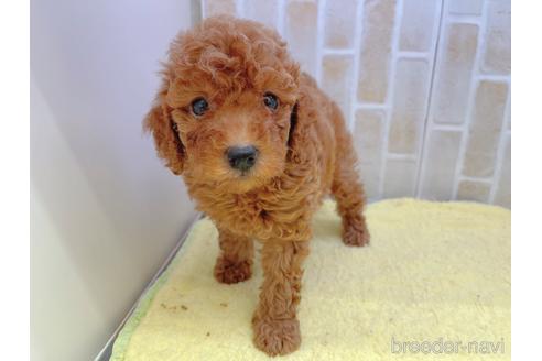 成約済の東京都のトイプードル-158479の12枚目