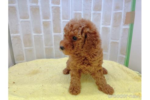 成約済の東京都のトイプードル-158479の13枚目