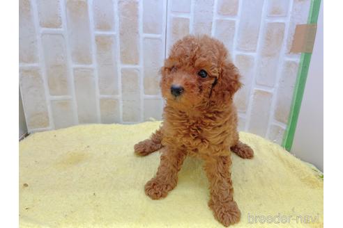 成約済の東京都のトイプードル-158479の14枚目