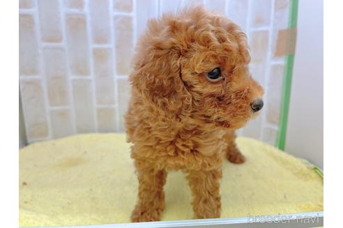 成約済の東京都のトイプードル-158479の15枚目