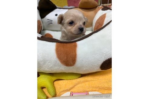 成約済の岐阜県のチワプー:チワワ×トイプードル-158490の6枚目