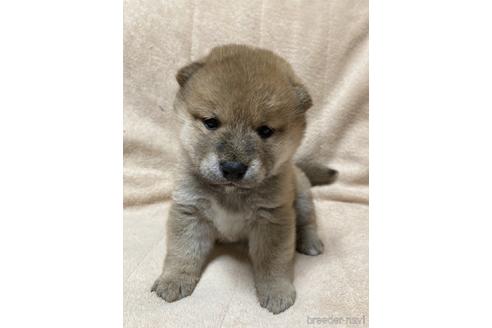 成約済の北海道の柴犬-158568の2枚目