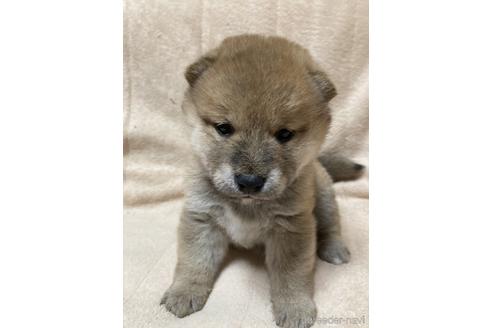 成約済の北海道の柴犬-158568の1枚目