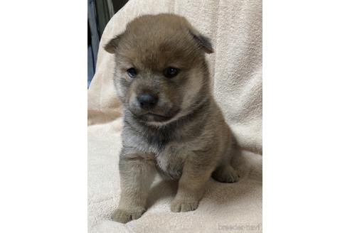 成約済の北海道の柴犬-158570の1枚目