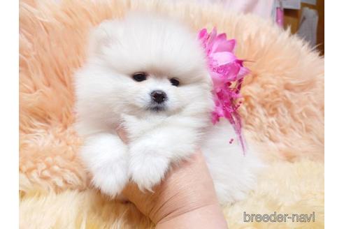 子犬