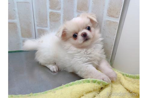 成約済の東京都のミックス犬-156717