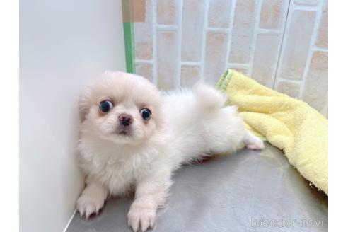 成約済の東京都のミックス犬-156717の20枚目