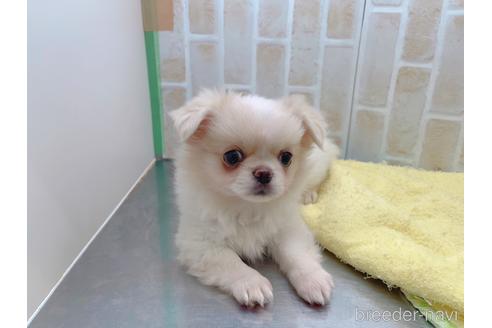 成約済の東京都のミックス犬-156717の19枚目