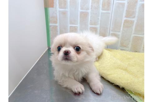 成約済の東京都のミックス犬-156717の18枚目