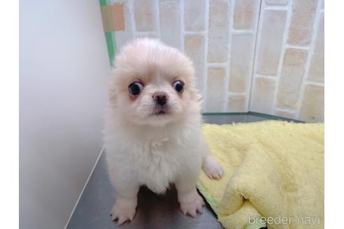 成約済の東京都のミックス犬-156717の17枚目