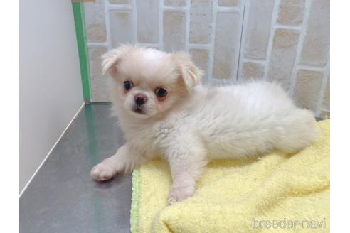 成約済の東京都のミックス犬-156717の9枚目