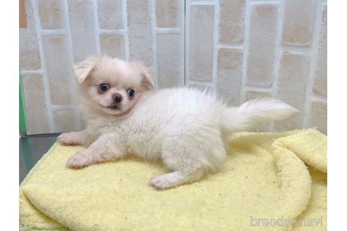 成約済の東京都のミックス犬-156717の16枚目