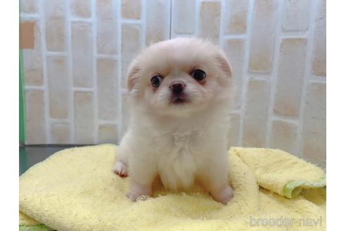 成約済の東京都のミックス犬-156717の15枚目