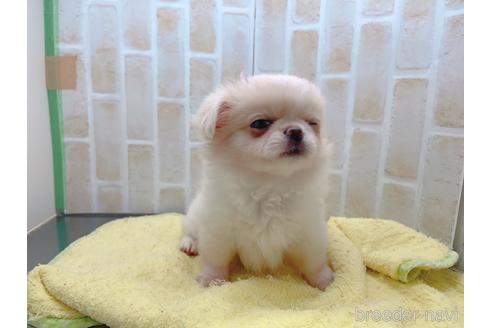 成約済の東京都のミックス犬-156717の14枚目