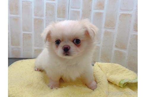 成約済の東京都のミックス犬-156717の13枚目