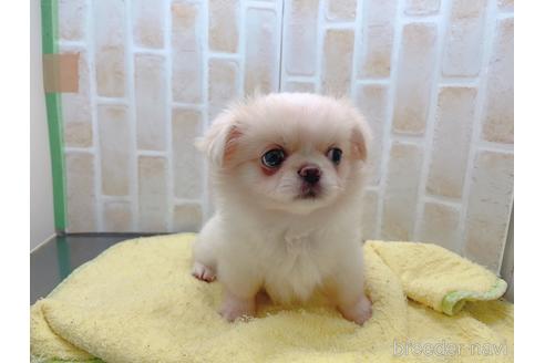 成約済の東京都のミックス犬-156717の12枚目